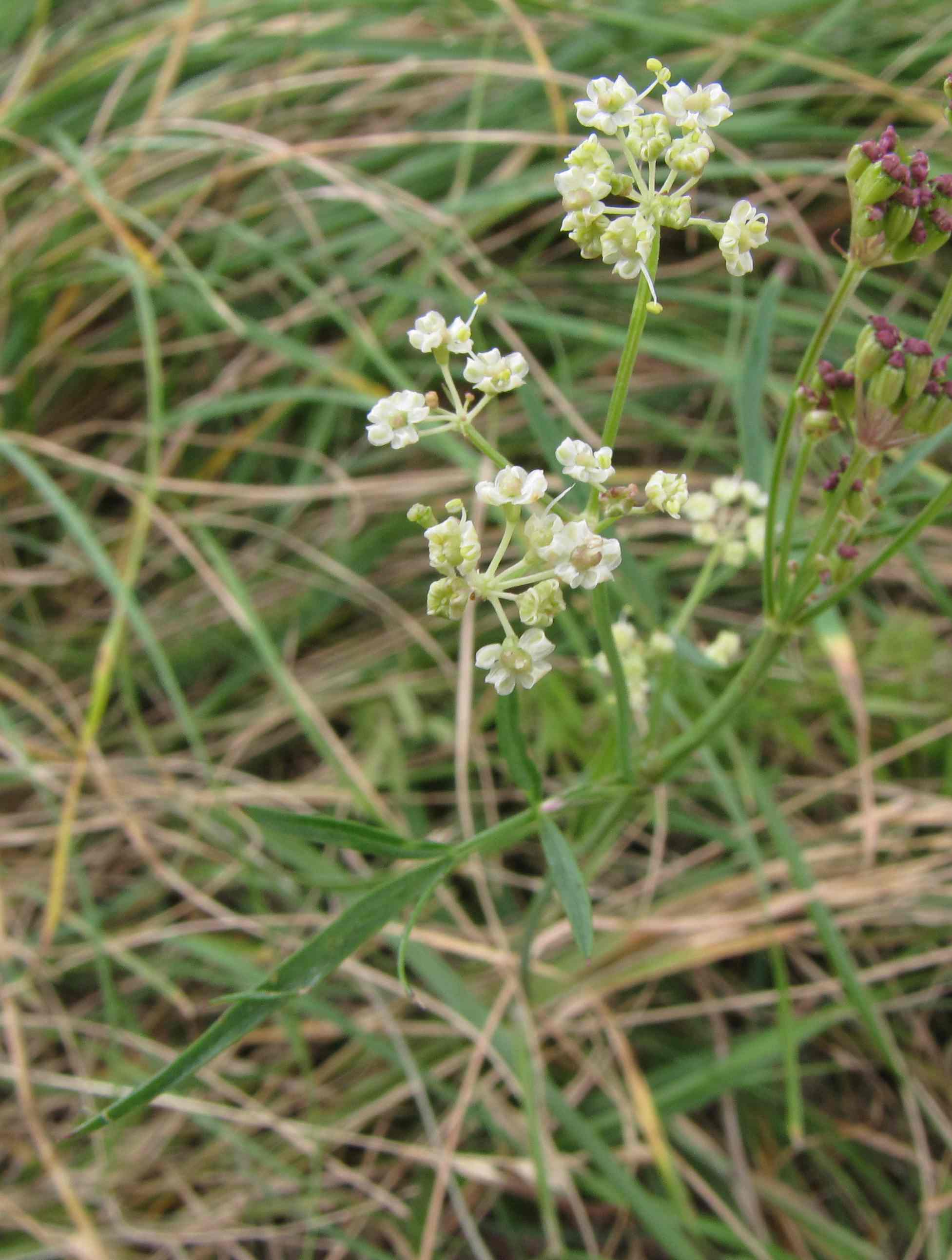 bupleurum